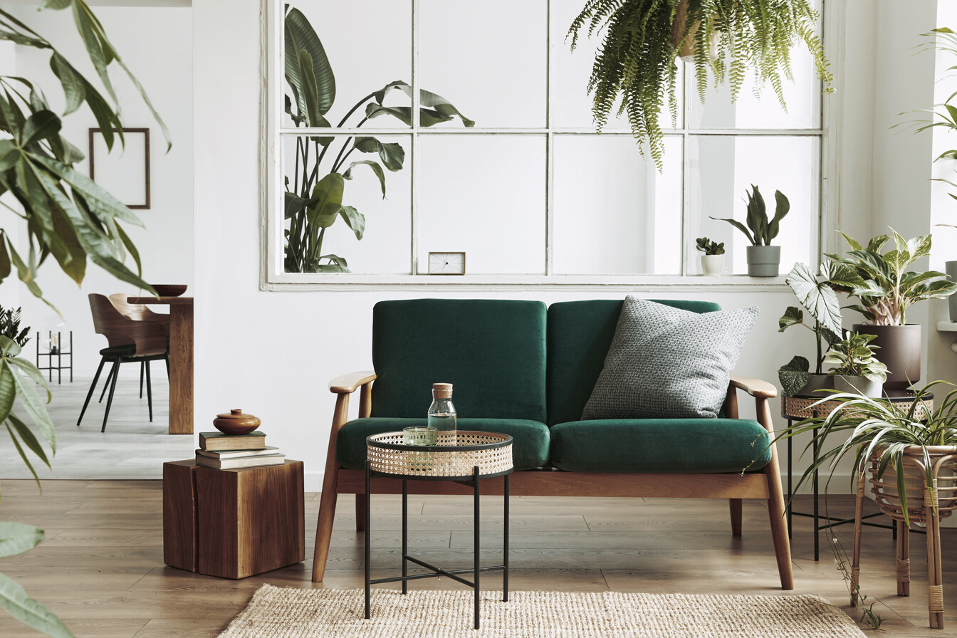 Interior design of scandinavian open space with velvet sofa, plants, furniture, in stylish home staging. Template.